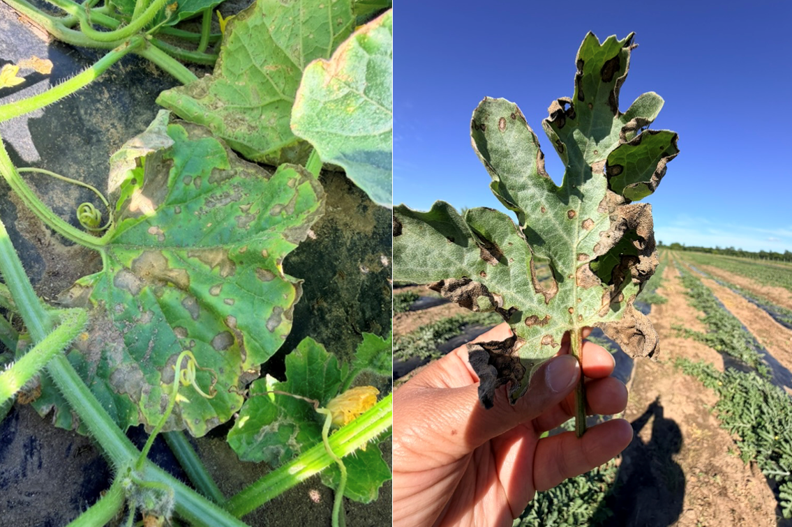 Side by side pictures of cantaloupe and watermelon leaves with brown spots and wilting.
